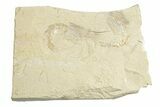 Cretaceous Fossil Shrimp - Lebanon #249844-1